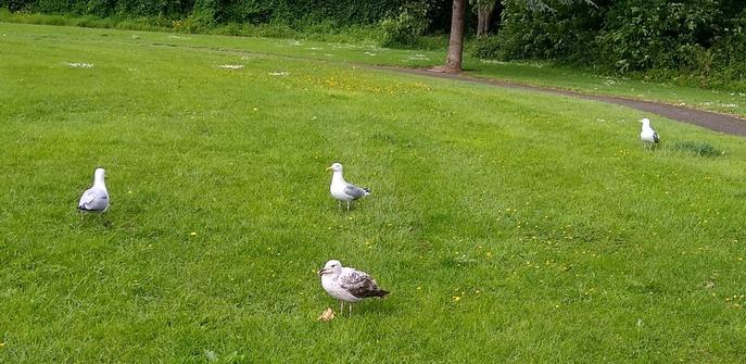 sea gulls come to steal food dropped for crows.