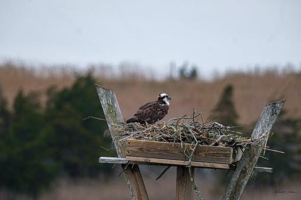 Female osprey perched on nest platform with blurred marshland in background