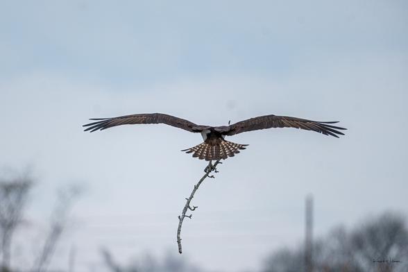 Male osprey flying with large twig in talons toward nest with waiting mate