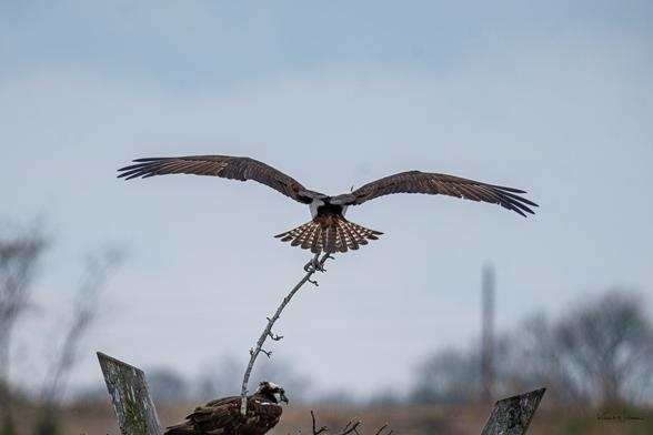 Male osprey descending with twig as female waits on the nest platform