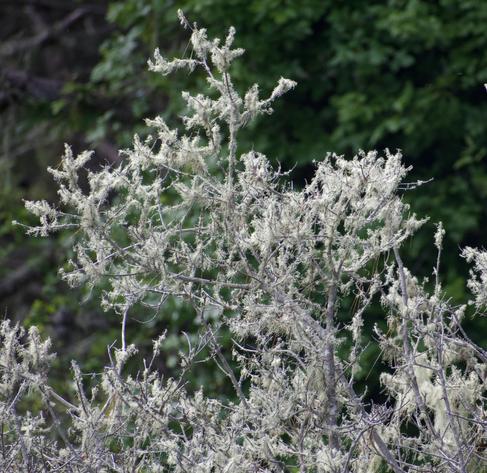 The top of a tree with no leaves, as if in winter, just thin branches and thinner twigs. Light greenish gray lichen has completely taken over the limbs, growing in scraggly hairy shapes and clumps over almost all of the surfaces of the plant.
Out of focus in the background we see deep green trees, pine or evergreen, creating a contrasting backdrop to the stark light gray lichen-covered branches.