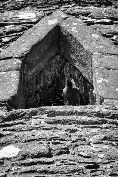 A black and white image of a bird perched within a triangular stone archway. The bird, facing upwards and slightly to the right, is silhouetted against the darker interior of the arch. The surrounding stonework is rough and weathered, with visible textures and some lighter patches, likely lichen. The composition creates a sense of depth and highlights the contrast between the bird and its ancient stone surroundings.