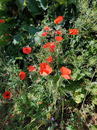 Coquelicots