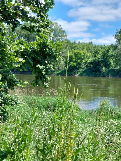 Paysage  arboré de Loire et fleurs de Résédas des teinturiers sur la rive du fleuve. Ciel bleu nuageux