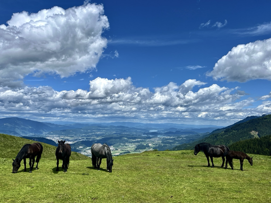 Mehrere Pferde grasen auf der Wiese mit Blick auf Villach und dem Wörthersee
