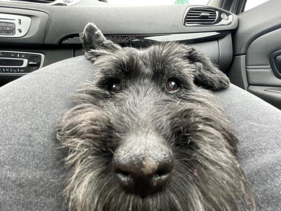 Photo: dog face looking into the camera, very present nose. Almost cartoonish fish eye lens.