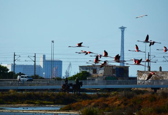 Un grupo de flamencos rosa (phoenicopterus roseus) sobrevuela los humedales de #SanFernando. Al fondo vemos los edificios de la zona franca de #Cádiz y más cerca vemos algún coche yendo por la autovía, el molino de mareas en ruinas, a dos personas paseando a caballo y a un padre y su hijo (supuestamente) parados en el puente del sendero contemplando el momento.