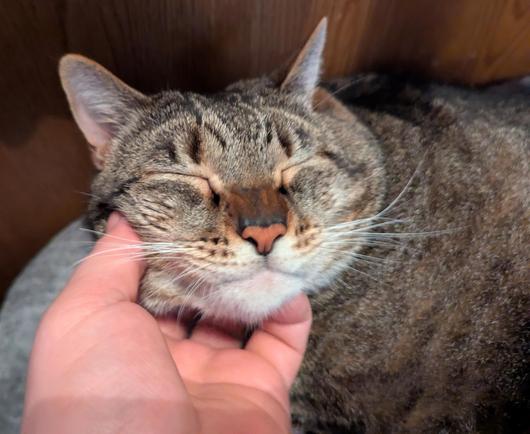 Waffles the three-legged, chonky, tabby cat, closing his eyes and purring while getting his chin skritched.