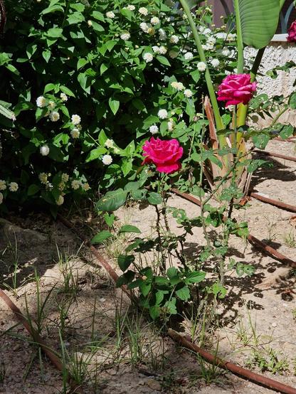 Fotos de dos rosas rojas en medio de una pequeña Ona verde con arbustos y tierra