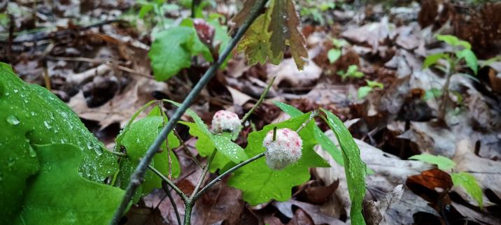 wool sower gall on white oak