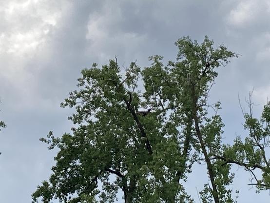 A blurry tree and bald eagle nest with the silhouette of a fledgling. Taken with an iPhone so it’s not a great photo.