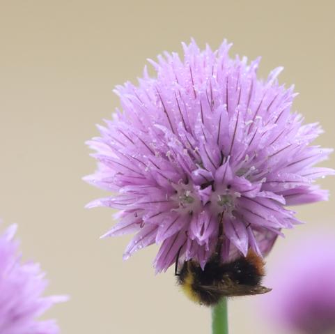 A bee clinging to the underside of a round, pink chives flower. Small water droplets are visible on the flower and the bee.
