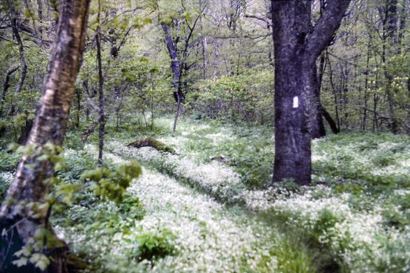 On a somewhat gloomy day with glimpses of a dull gray sky through the foliage, we are walking a path through a forest of trees and shrubs sprouting the first bright green leaves of spring. The forest floor is carpeted with lush green grass and hundreds of white wildflowers.