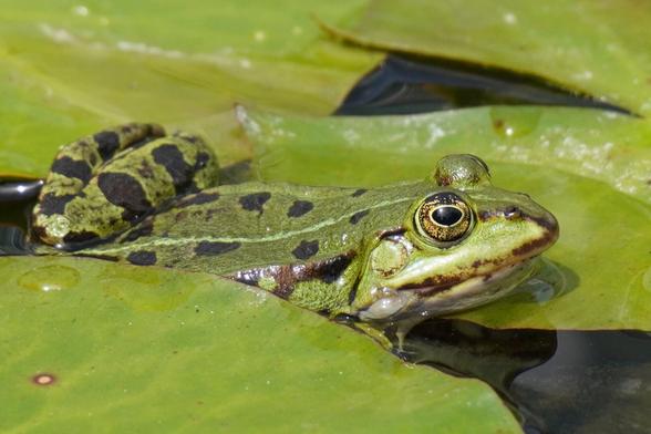 The picture shows a green frog sitting on green lily pads.