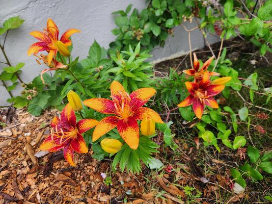 Bright orange and red asiatic lilies