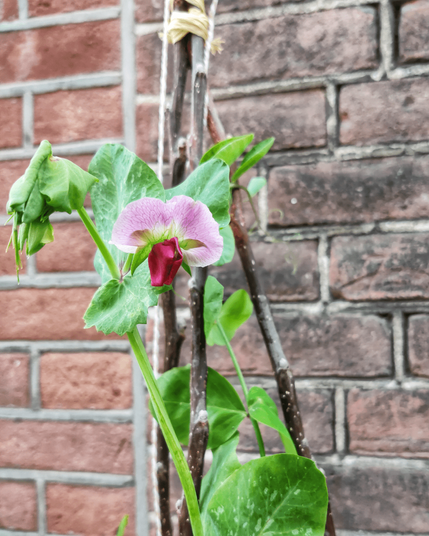 Small purple flower with some leaves surrounding it, against a brown brick wall.
