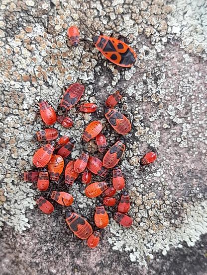A group of firebugs, Pyrrhocoris apterus, adult imagos and nymphae, sunbathing on a lichen-covered stone. The smallest are in simple vermilion with black heads, the adults have a beautiful vermilion-black pattern looking like an African mask.
