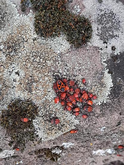 The same group in a wider angle which shows moss growing between the lichen. Both has dried - we have a drought and the stone is very warm.