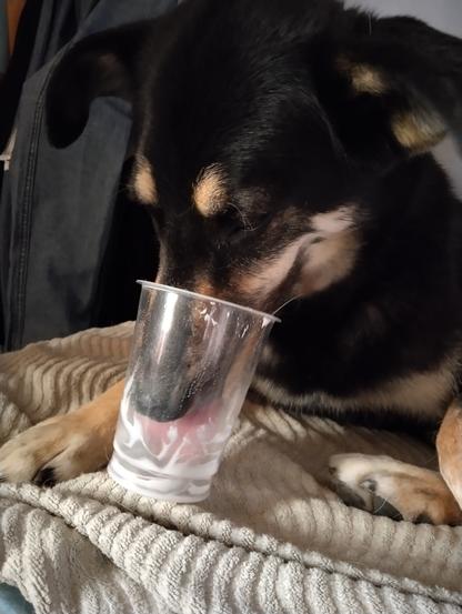 Nuolenta on edennyt jo niin, että vain pohjaosissa on nuoltavaa. Kuono ja kieli ovat syvemmällä juggepurkissa.