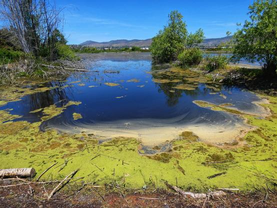 Landscape photo of an organic reservoir of dark, vividly blue water with an asymmetrical curve of bright blue-green algae surrounding it from where we "stand"; whorls of an oily, pale gold residue limns the edges of the green, and at our feet are the russet browns of earth, rocks, and twigs. Leafy aspen, box elder, and conifers stand beyond the mouth of this strange reservoir under a mirroring blue sky. It looks like the curved distortion one sees in a map projection of a flattened sphere, but this is just a head-on view of the reservoir.