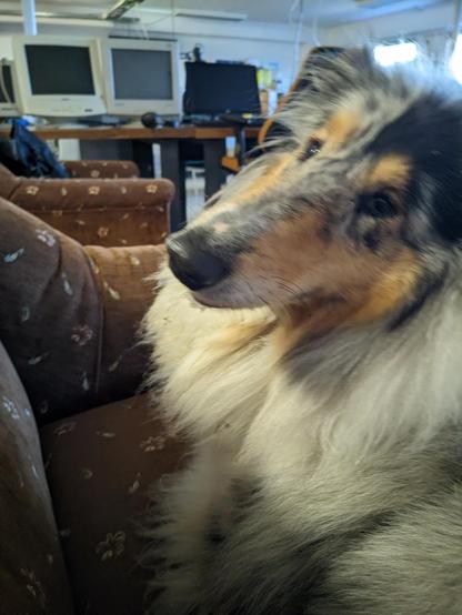 Slightly blurry photo of a blue merle collie turning around to look back above her shoulder at the photographer