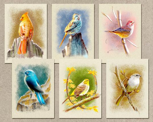 Product photograph of six greeting cards featuring birds of various species and colors against a kraft paper background.