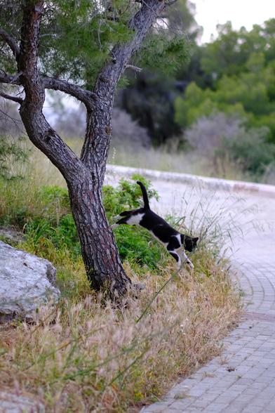 Photo of a black-and-white cat jumping off a small tree.