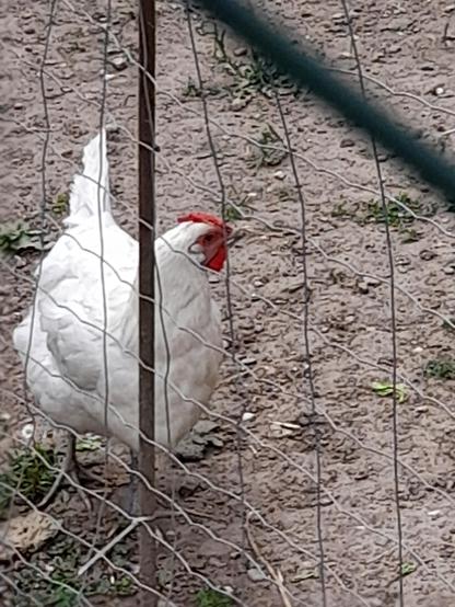 A white hen behind a mesh fence.