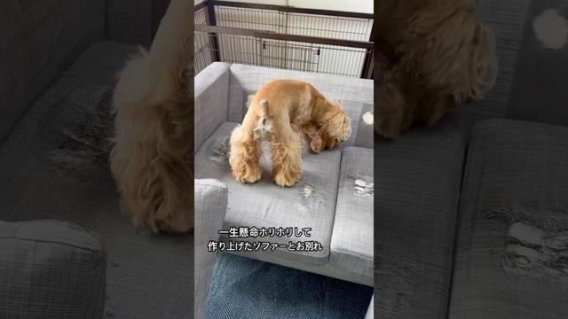 ソファーを買い替えました。 #アメリカンコッカースパニエル #cockerspaniel #americancockerspaniel#いぬのいる生活