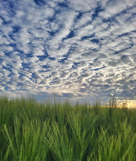 Das Bild zeigt ein weites Getreidefeld im Vordergrund. Im Hintergrund erstreckt sich ein atemberaubender Himmel mit dichten, weißen, wellenförmigen Wolken, die den blauen Himmel in verschiedenen Tönen von Hellblau und Grau durchziehen. Die Wolken haben eine fein strukturierte Textur, die an eine Marmelade erinnert. Der Horizont ist leicht beleuchtet, was auf eine Sonnenuntergangs- oder Sonnenaufgangssituation hinweist, wobei die Sonne hinter den Wolken verborgen ist. Die Wiese erstreckt sich bis zum Horizont, und die Wolken im Himmel schaffen eine malerische Kulisse.