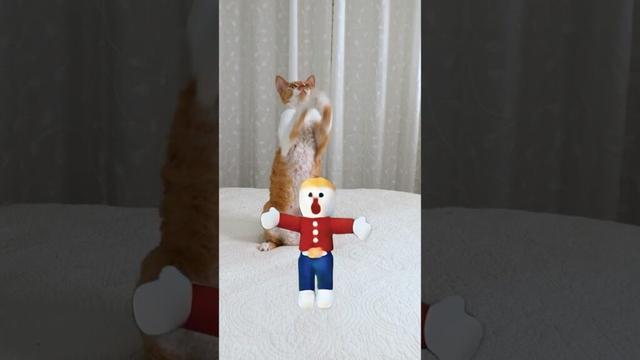 Devon Rex Cat Dances With Mr. Bill #shorts