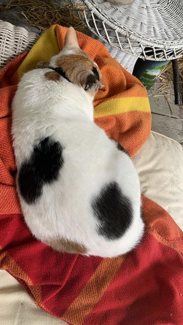 Lainey the calico cat lies curled up on a sofa