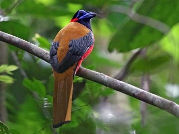Here is a close-up of a Red-Naped Trogon, perched on a tree branch.