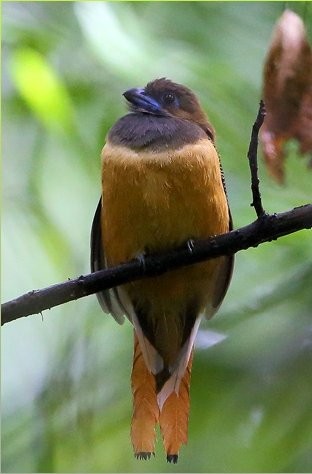Here is a close-up of a female.