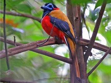 Here is a better photograph of a second male trogon.