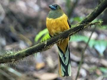 And here is another female.