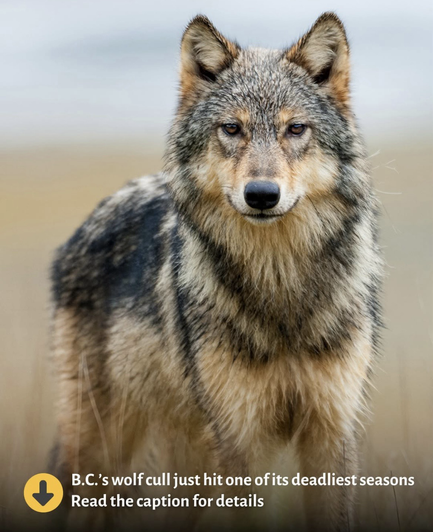 B.C.’s wolf cull hits one of its deadliest seasons, picture of a wolf