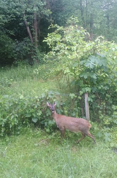 A roe deer is standing amid a lot of green in front of an overgrown fence, looking right at the camera.