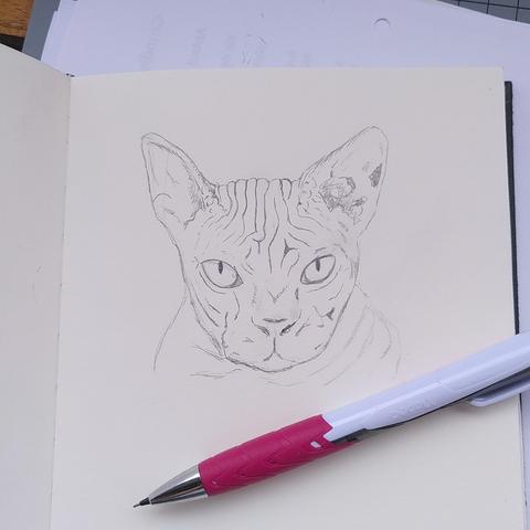 pencil portrait of a sphynx cat with a lot of wrinkles.