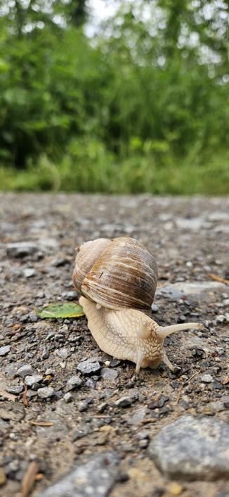Een close-up van een grote trage slak.