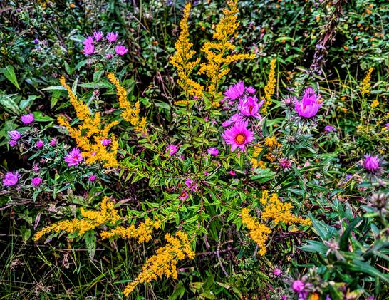 A dense, tangled leafy thicket at the edge of a forest is bursting with clusters of wildflowers. There are long bunches of tiny bright yellow goldenrod florets and large red violet aster blossoms.