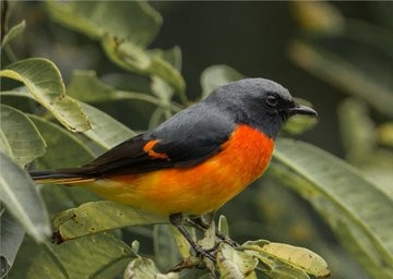 Here is a close-up of a Small Minivet, perched on a tree.