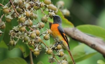 Here is a different one, surrounded by fruit.