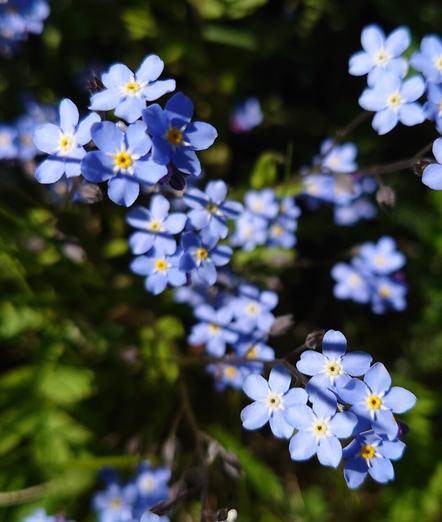 Forget-me-nots with small shadows falling from plants around.