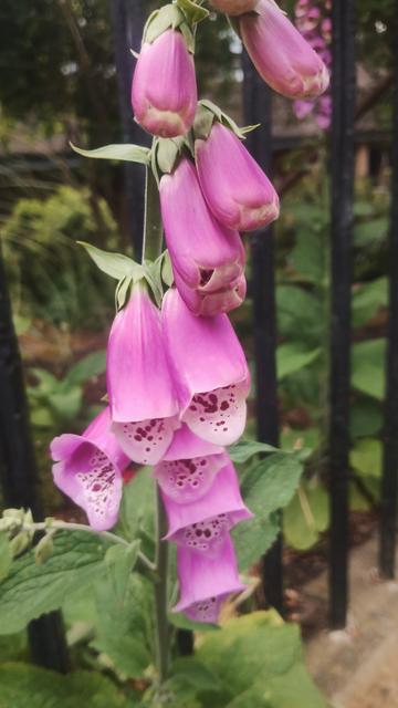 Closer up image of some of the open Foxgloves, showing the speckled colouring on the inside of the trumpet shaped petals