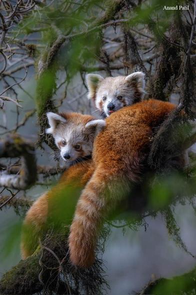 pair of red pandas cuddling in a tree