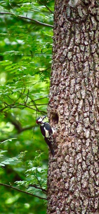 #highiso #400mm #outdoor #nature #Wildlife #wildlivephotography #MissionErde #chemnitz #germany #birds #buntspecht #pixelfed