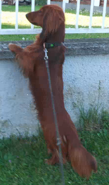 krios standing up at a masonery garden fence looking out for his female dog friend