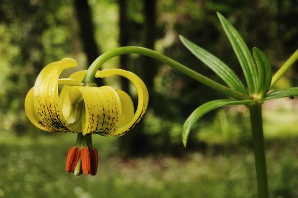 A close-up shot of a yellow Martagon lily with distinctive black speckles on its petals and prominent orange stamens, hanging downwards. The background is a soft blur of green foliage and a wooded environment.
