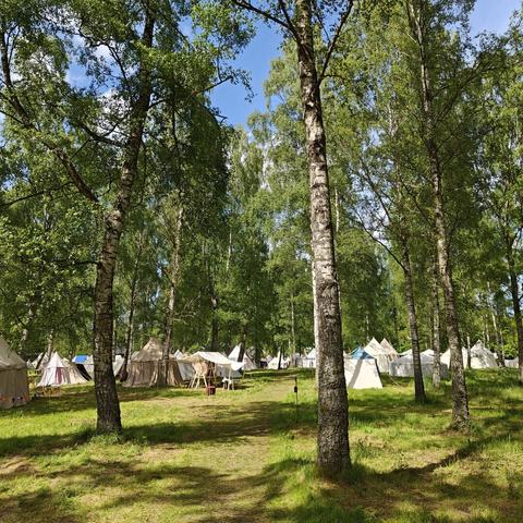 Medieval style tents in a copse of birches. The sun is shining.